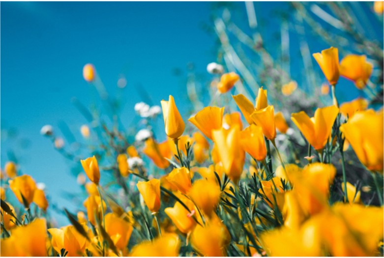 Spring Market Trends in Real Estate: What Buyers and Sellers Can Expect in 2025
